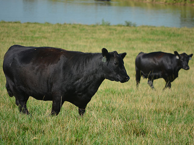 Cow/calf producers should see improved sales opportunities with the growth of a grow yard segment in the cattle industry. (DTN/Progressive Farmer photo by Victoria G. Myers)